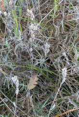 Lavandula angustifolia