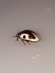 Chelonarium ornatum
