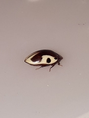 Chelonarium ornatum