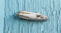 Eucosma radiatana
