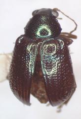 Percolaspis