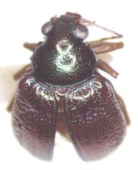 Percolaspis