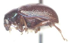 Percolaspis