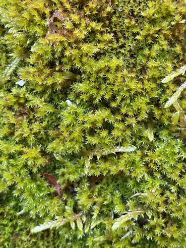 Pseudocampylium