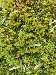 Pseudocampylium radicale
