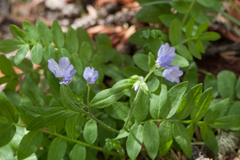 Polemonium pulcherrimum delicatum