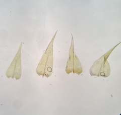 Pseudocampylium radicale