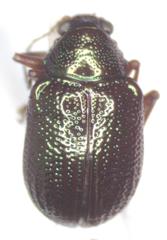 Percolaspis