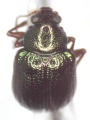 Percolaspis