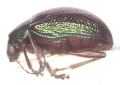 Percolaspis