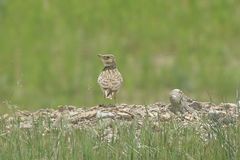 Melanocorypha bimaculata