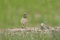 Melanocorypha bimaculata