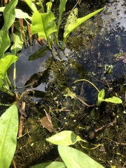 Ceratophyllum