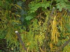 Gleditsia triacanthos