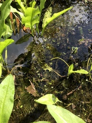 Ceratophyllum