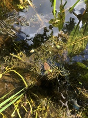 Ceratophyllum