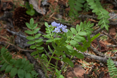 Polemonium pulcherrimum delicatum
