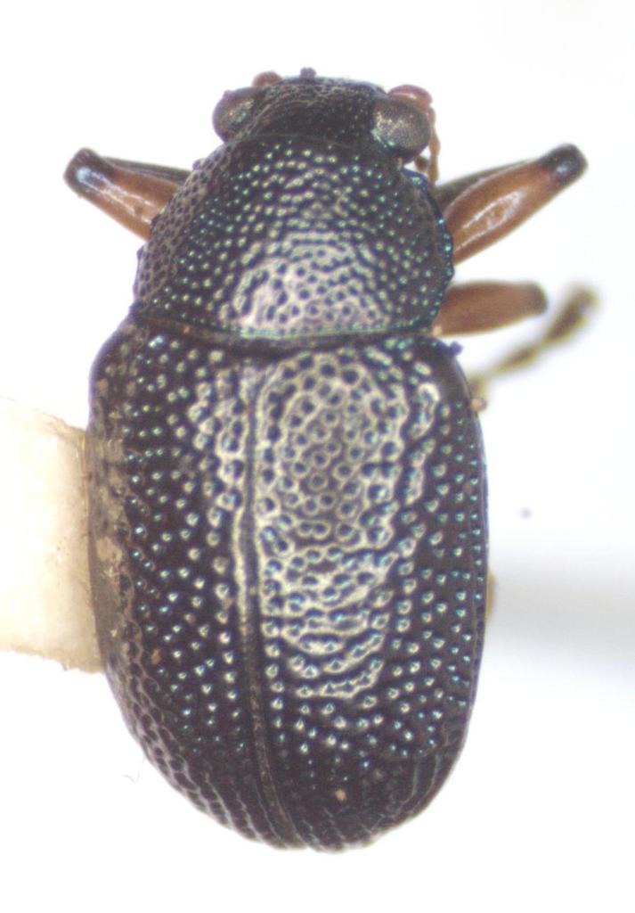 Nodocolaspis femoralis