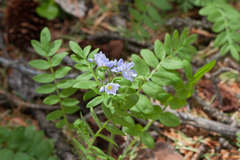 Polemonium pulcherrimum delicatum
