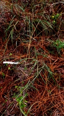 Agrimonia incisa