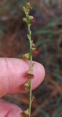 Agrimonia incisa
