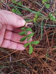 Agrimonia incisa
