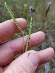 Paspalum praecox