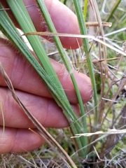 Paspalum praecox