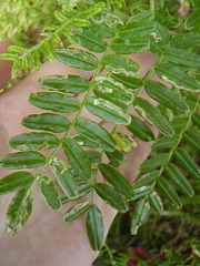 Liriomyza clianthi