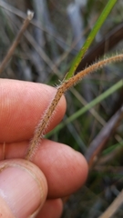 Aristida palustris