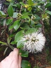 Metrosideros albiflora