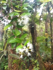 Metrosideros albiflora
