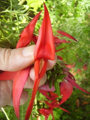 Clianthus maximus