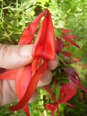 Clianthus maximus
