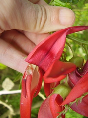 Clianthus maximus