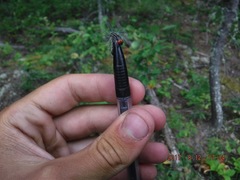 Acronicta radcliffei