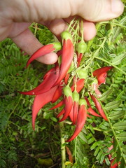 Clianthus maximus