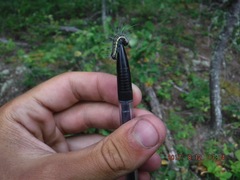 Acronicta radcliffei