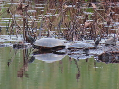Pseudemys rubriventris