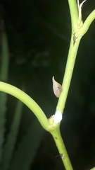 Enchenopa squamigera