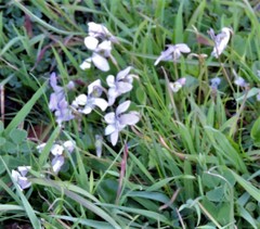 Viola bubanii