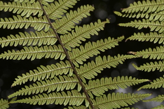 Alsophila leichhardtiana