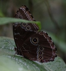Morpho helenor peleides