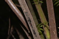 Alsophila leichhardtiana