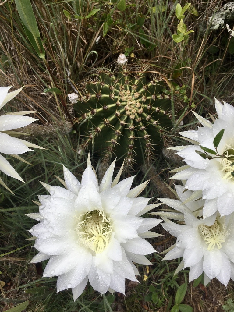 Echinopsis oxygona — an easy houseplant, prefers full sun light