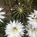 Easter Lily Cactus - Photo (c) Santiago Mailhos, some rights reserved (CC BY-NC), uploaded by Santiago Mailhos