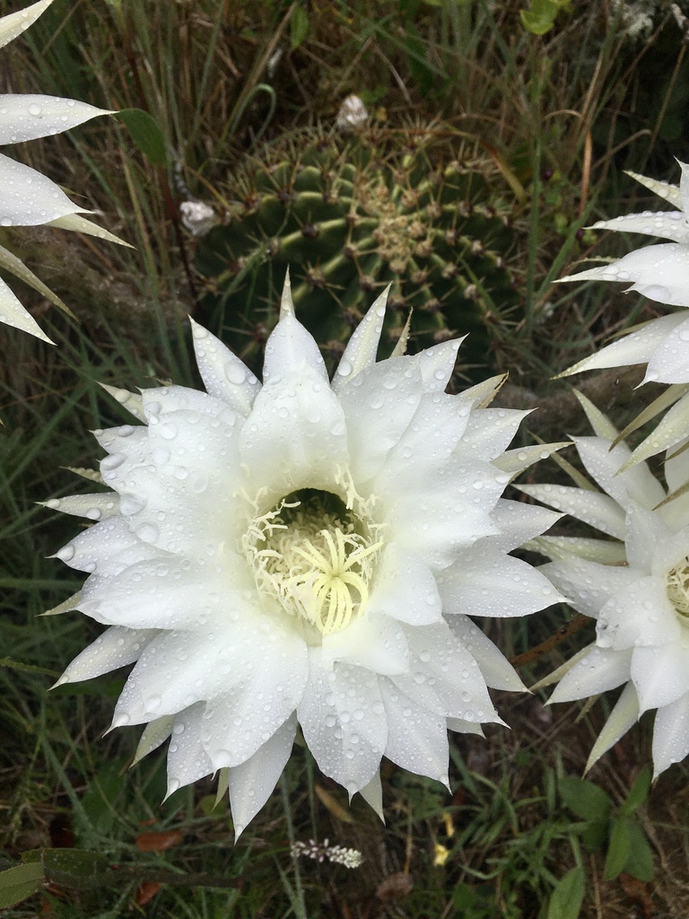 South American hedgehog cactuses