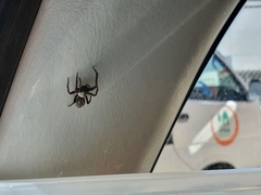 Araneae