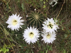 Echinopsis oxygona