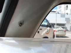 Araneae